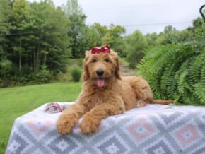 Photo of Waffle