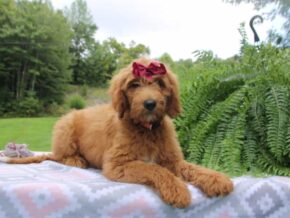 Photo of Wiggles