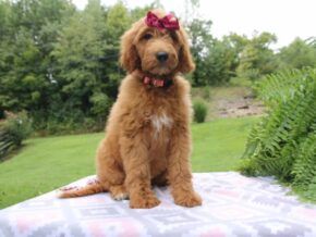 Photo of Wiggles