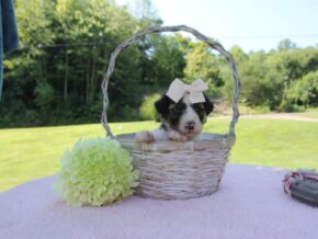 Photo of Darklyn