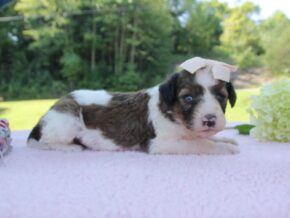 Photo of Darklyn