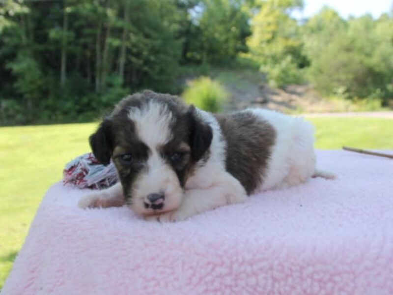 Darklyn, a F1b Bernedoodle puppy at Blessed Hope Kennels in Kentucky.