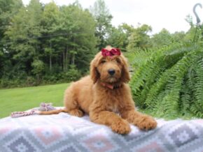 Photo of Wiggles