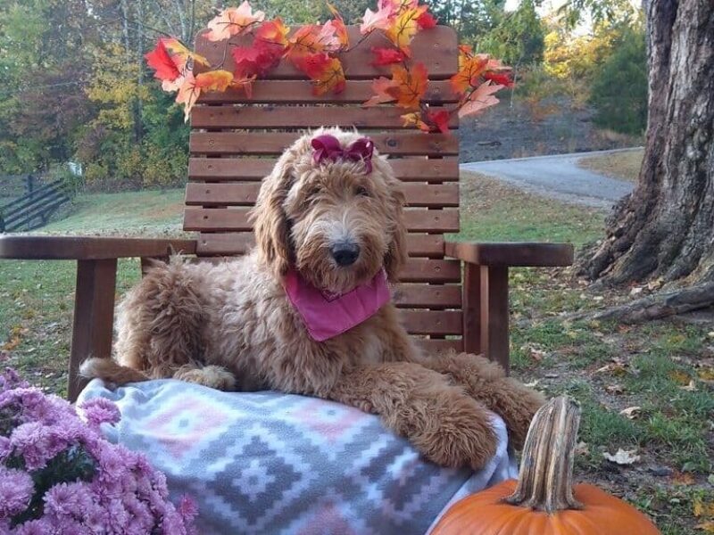 Wisteria, a white & brown F1 Goldendoodle puppy in Kentucky.