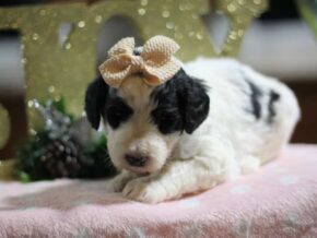 Photo of Candy