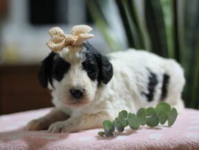 Photo of Candy