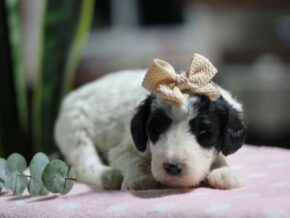 Photo of Candy