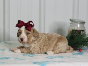 Photo of Chico