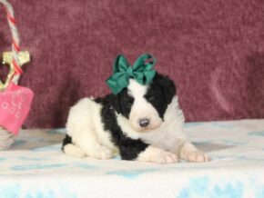 Photo of Chiquita