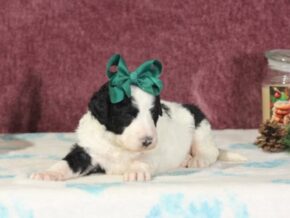 Photo of Chiquita
