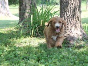 Photo of Lolita