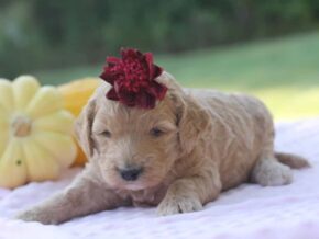 Photo of Merry