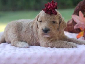 Photo of Merry