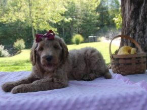 Photo of Minty
