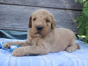 Photo of Moochie