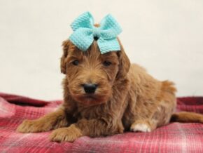 Photo of Waldo