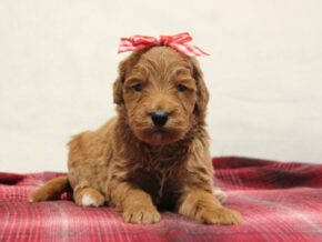 Photo of Waldo
