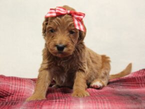 Photo of Waldo