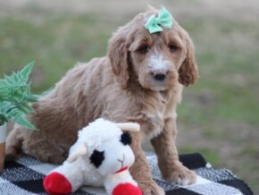 Photo of Wilferd