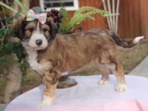 Photo of Dainty