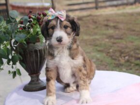 Photo of Dainty