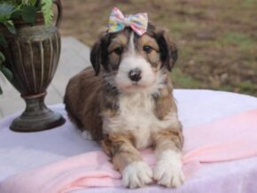 Photo of Dainty