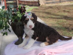 Photo of Dorabella
