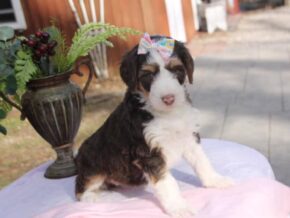 Photo of Dorabella
