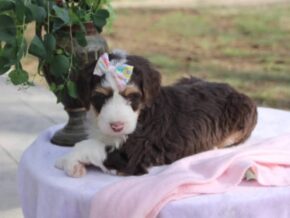Photo of Dorabella