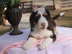 Photo of Dorabella