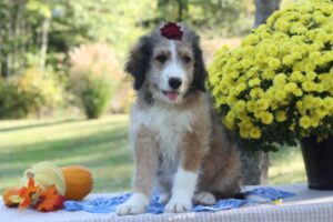 Bernedoodle cody a News in KY