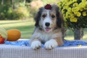 Bernedoodle cody a News in KY