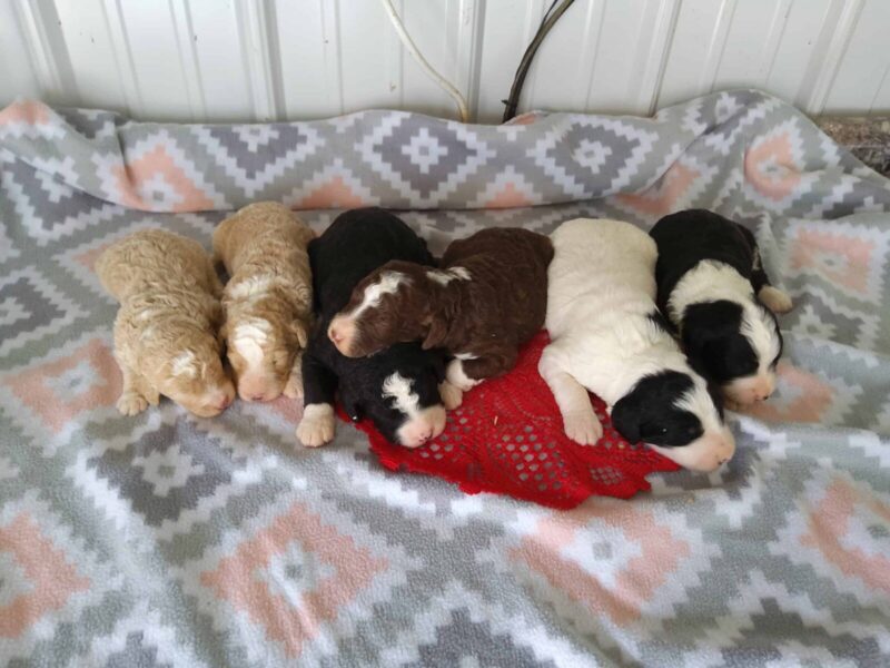 Sergeant-Candy F1b Bernedoodle image