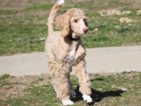 Photo of Crispin