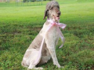 Photo of Tates Daisy