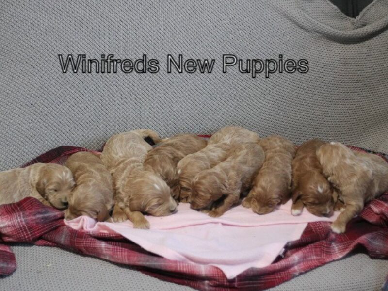Sergeant-Winifred F1 Goldendoodle image