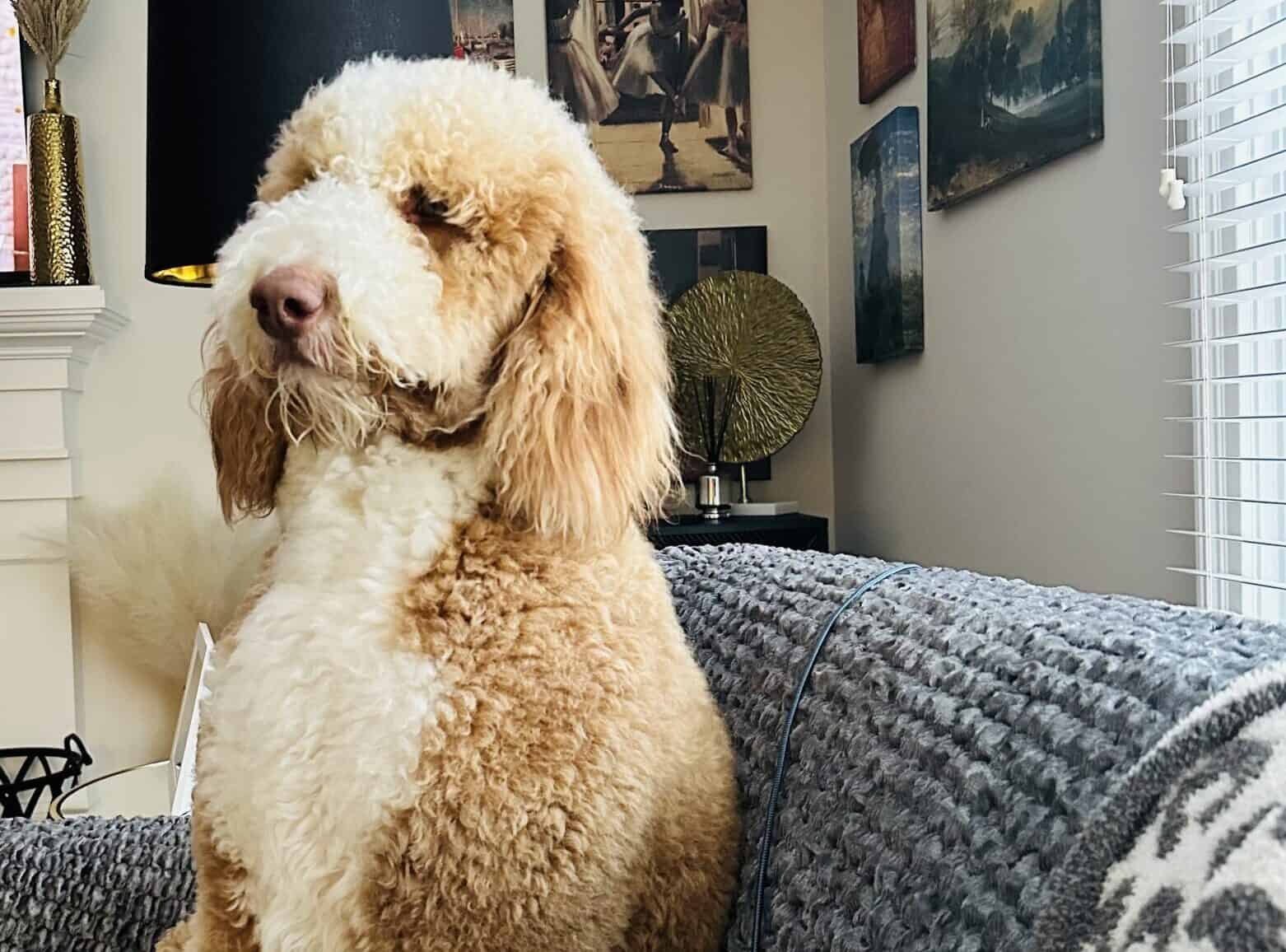 Profile photo
