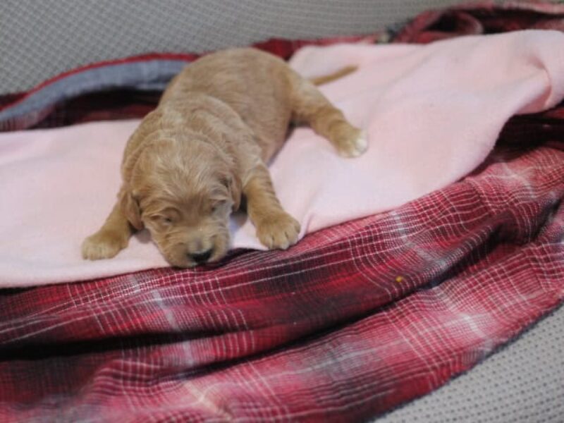 Sergeant-Winifred F1 Goldendoodle image