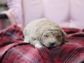 Photo of Miss Marple