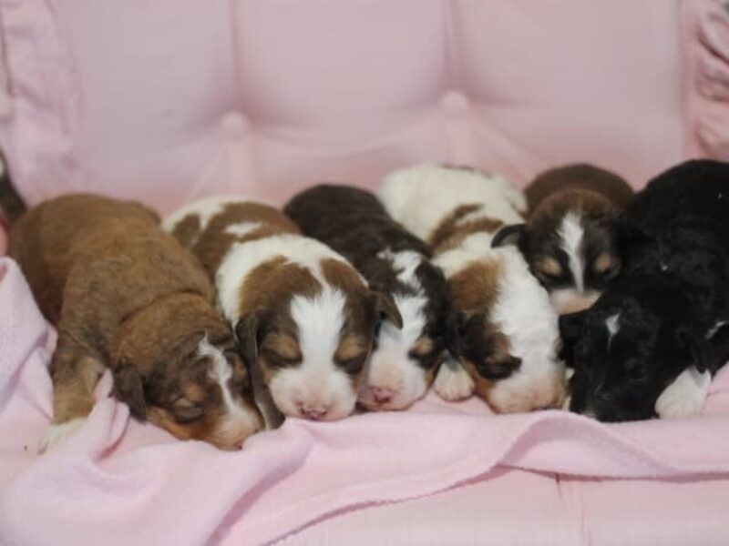 Captain-Daisy F1b Bernedoodle image