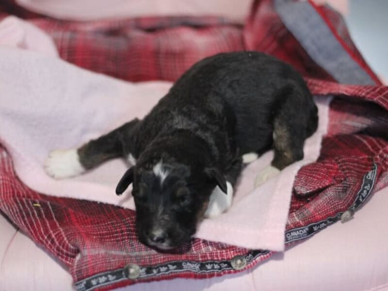 Captain-Daisy F1b Bernedoodle image