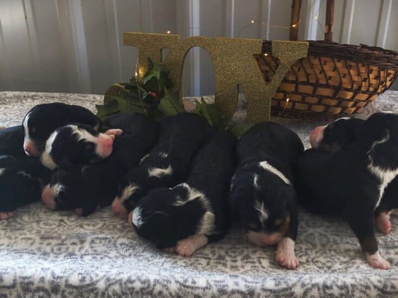 1025-Captain-Lanie F1 Bernedoodle image