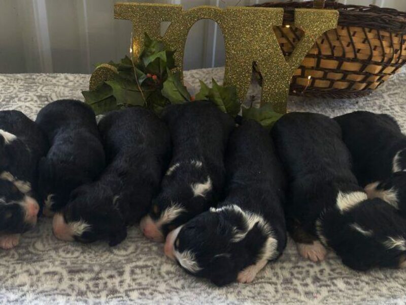 1025-Captain-Lanie F1 Bernedoodle image