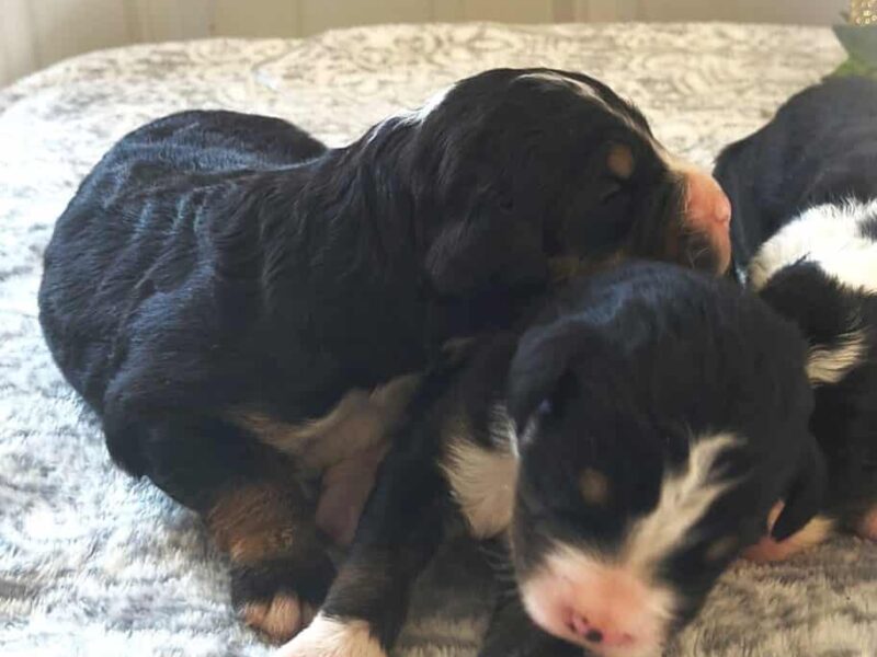 1025-Captain-Lanie F1 Bernedoodle image