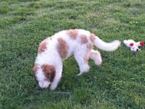 Photo of Dolly