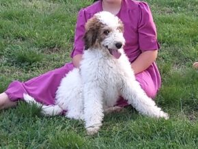 Photo of Dolly
