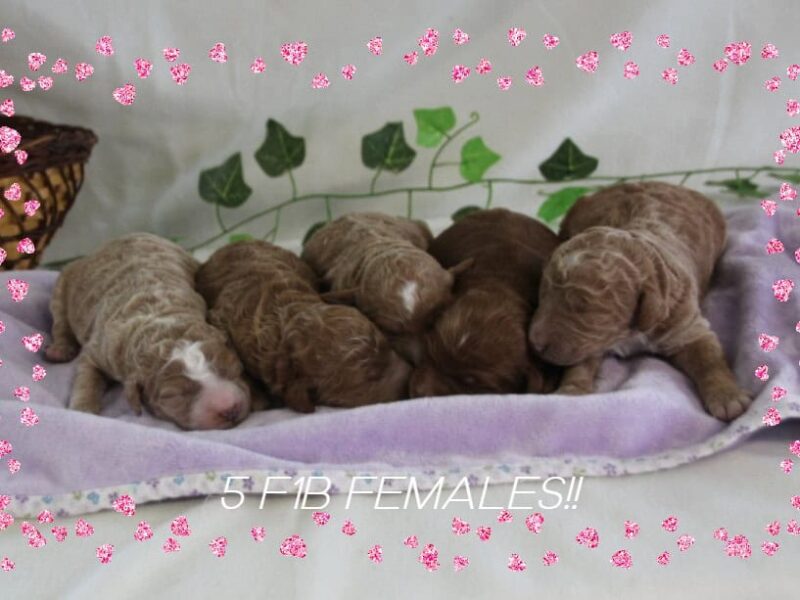 Sergeant-Lil Red F1b Goldendoodle image