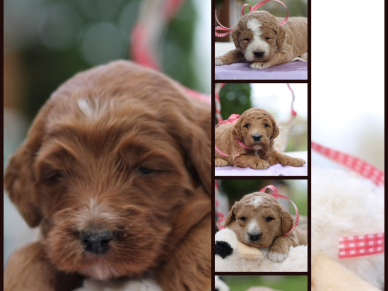 0325-Sergeant-Lil Red F1b Goldendoodle image