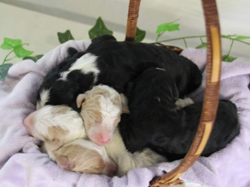 Sergeant-Candy F1b Bernedoodle image