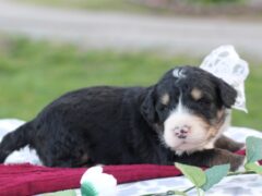 Photo2 for Lester